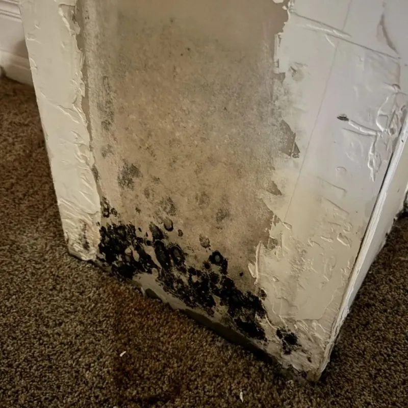 Professional Mold Removal in Greenfield, MA